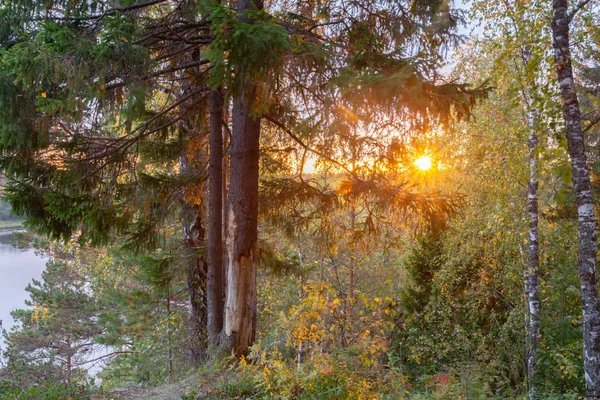 Весняний Ліс Пейзаж Ранковий Ліс Сонячними Променями — стокове фото