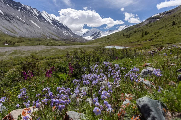 Vackert Landskap Med Blommor Och Berg — Stockfoto