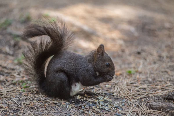 Siyah sincap yerde..