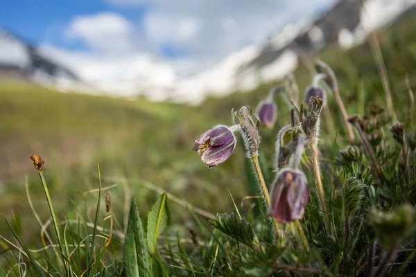 Kırgızistan Yazı. Bahar yaprakları, dağlarda çiçekler. Doğa canlanır. 
