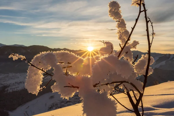 snow covered tree branch with snowy mountains and coniferous forest on background at sunrise