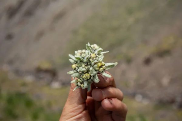 Verano Kirguistán Flores Dulces Mano Una Niña Edelweiss Montaña — Foto de Stock