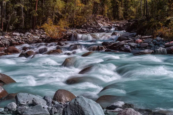 Turbulentní Řeka Tekoucí Mezi Stromy Horami Altai Pozadí — Stock fotografie