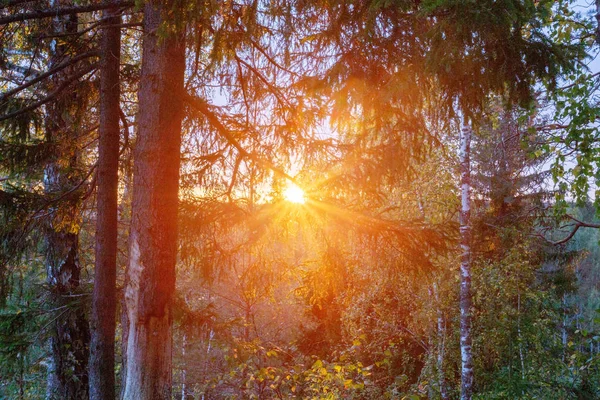 Forêt Printanière Paysage Forêt Matin Avec Rayons Soleil — Photo