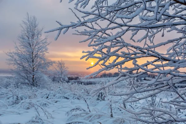 Rama Árbol Cubierta Nieve Con Prado Cubierto Nieve Fondo Amanecer — Foto de Stock