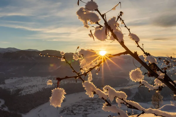 karlı dağlarla kaplı ağaç dalları ve gündoğumunda arka planda kozalaklı ormanlar 