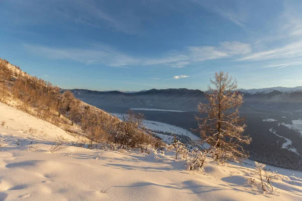 Schilderachtig Uitzicht Eindeloze Besneeuwde Bergen Met Naaldbos Zonnige Dag — Stockfoto