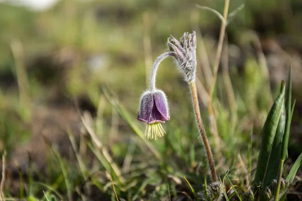 Letni Kirgistan Wiosenne Liście Kwiaty Górach Natura Ożywa — Zdjęcie stockowe