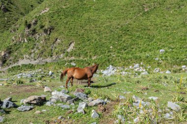 Güneşli bir günde Ural dağlarında at otlatıyor.  