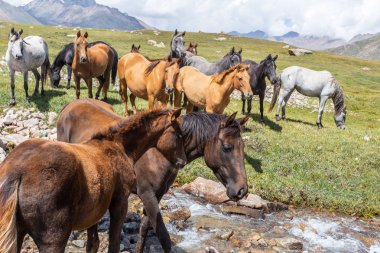 Vahşi at sürüsü güneşli bir günde dağlarda dere kenarında otluyor.  