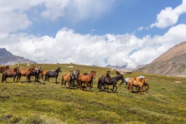Vahşi at sürüsü güneşli bir günde dağlarda otluyor.  