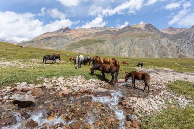 Vahşi at sürüsü güneşli bir günde dağlarda dere kenarında otluyor.  