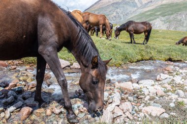 Vahşi at sürüsü güneşli bir günde dağlarda dere kenarında otluyor.  
