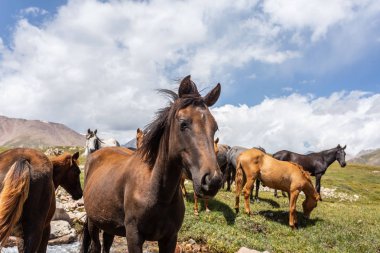 Vahşi at sürüsü güneşli bir günde dağlarda dere kenarında otluyor.  
