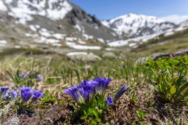 Dağlarda bahar çiçekleri.