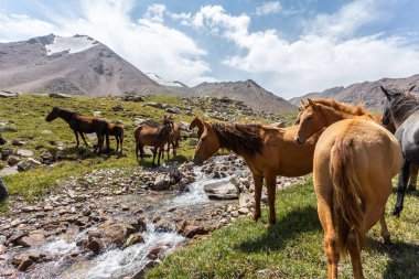 Vahşi at sürüsü güneşli bir günde dağlarda dere kenarında otluyor.  