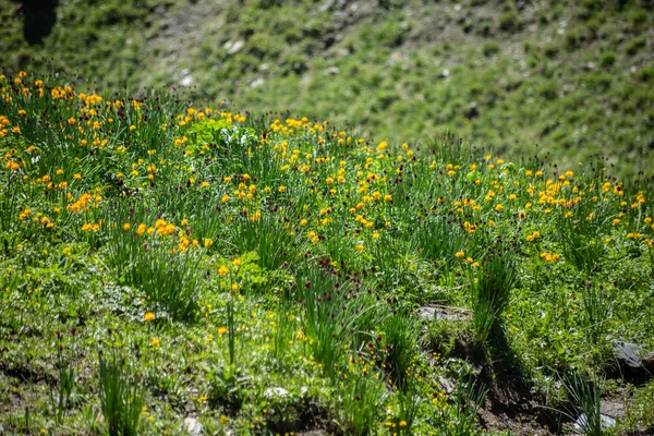 Summer Kyrgyzstán Jarní Listí Květiny Horách Příroda Ožívá — Stock fotografie