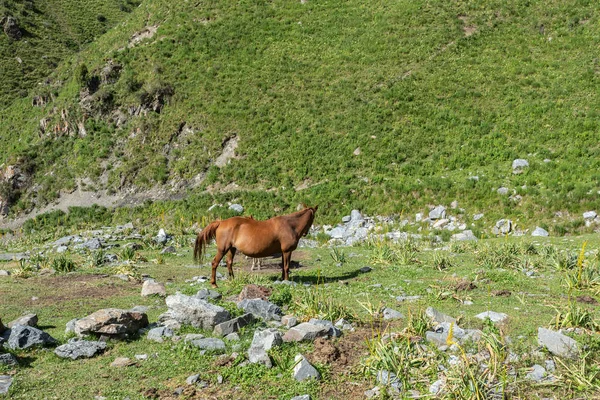 Güneşli bir günde Ural dağlarında at otlatıyor.  