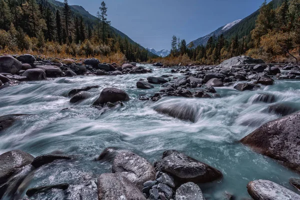 Turbulentní Řeka Tekoucí Mezi Stromy Horami Altai Pozadí — Stock fotografie