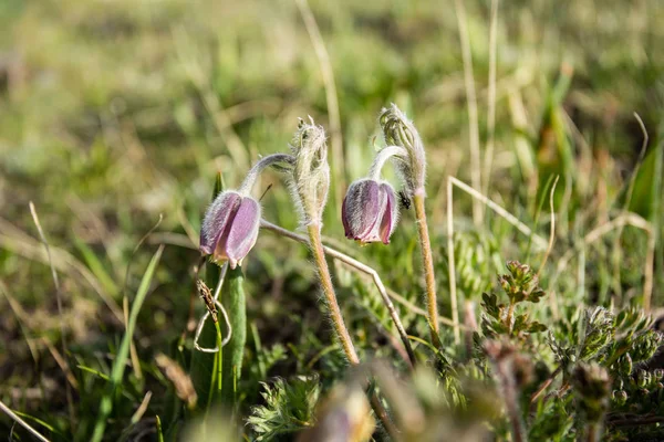 Letni Kirgistan Wiosenne Liście Kwiaty Górach Natura Ożywa — Zdjęcie stockowe