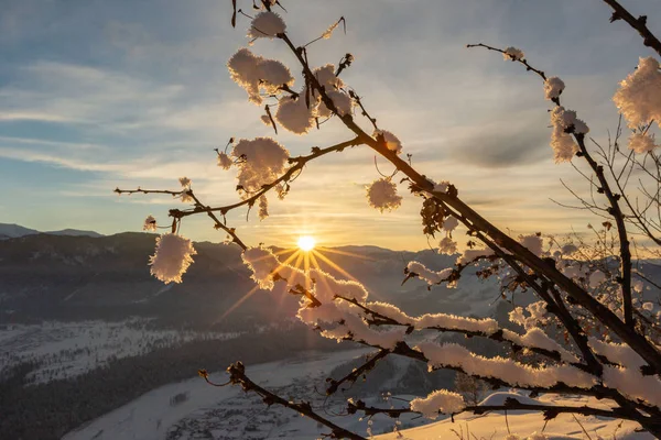 snow covered tree branch with snowy mountains and coniferous forest on background at sunrise