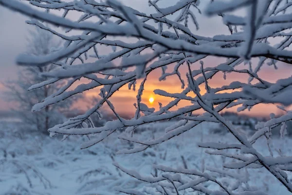 Засніжена Гілка Дерева Засніженим Лугом Фоні Сходу Сонця — стокове фото