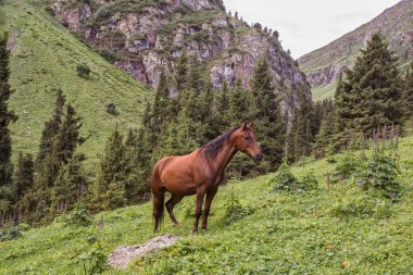 Güneşli bir günde Ural dağlarında at otluyor.  