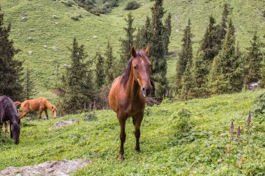 Atlar güneşli bir günde Ural dağlarında çayırlarda otluyor.  