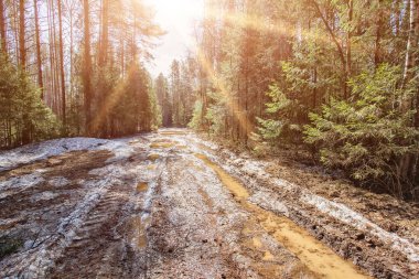 Bahar ormanı, manzara. Akşam ormanı, güneş. Ormandaki köy yolu tarladan geçiyor. Güneş ağacın arkasından parlıyor..