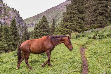 Güneşli bir günde Ural dağlarında at otluyor.  