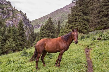 Güneşli bir günde Ural dağlarında at otluyor.  