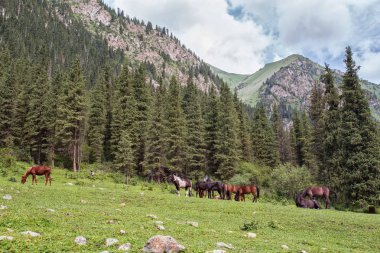 Atlar güneşli bir günde Ural dağlarında çayırlarda otluyor.  