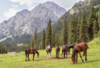 Atlar güneşli bir günde Ural dağlarında çayırlarda otluyor.  