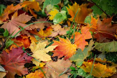 Yapraklar yerde yatıyor, bir yığın yaprak..
