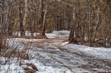 Sonbahar ormanı, erken kar, kirli yol, yapraklar, ağaçlar. Yağmurlu hava