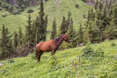 Güneşli bir günde Ural dağlarında at otluyor.  