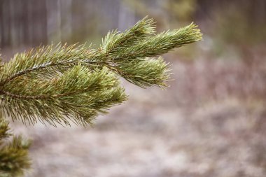 Gündüz ormanın arka planına karşı bir ladin dalı, yeşil orman, yazın doğa..