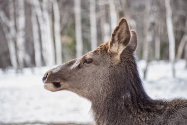 Güzel beyaz at kış ormanında