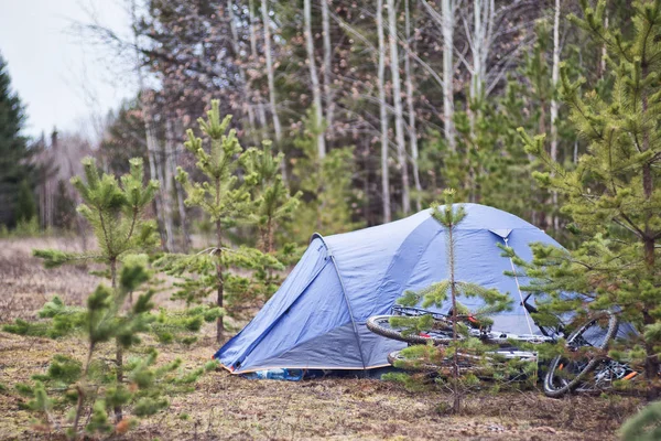 Bike trip, bike trip to the forest. A tent stands in the woods, around trees, Christmas trees. There are bicycles. Summer, spring morning.