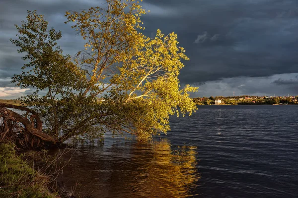 Осінній Пейзаж Річкою Дерево Березі Річки Гілки Падають Воду Захід — стокове фото