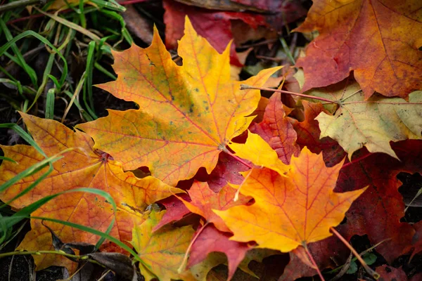 Les Feuilles Reposent Sur Sol Tas Feuilles — Photo