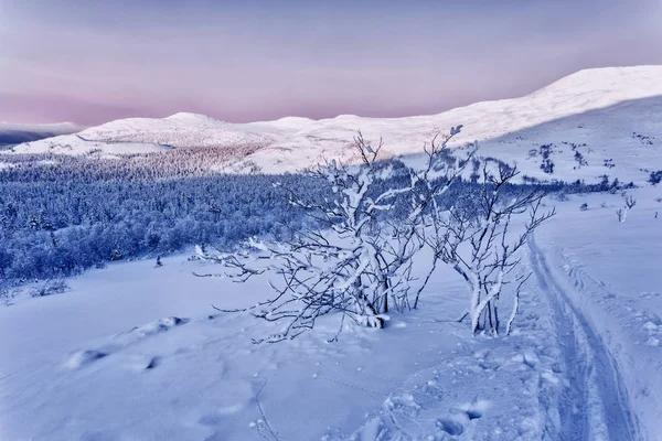 Photo of a ski trip to the Ural mountains. Main Ural ridge. Sunset sky in pink. mountain range and forest in the background, which trails only the last group