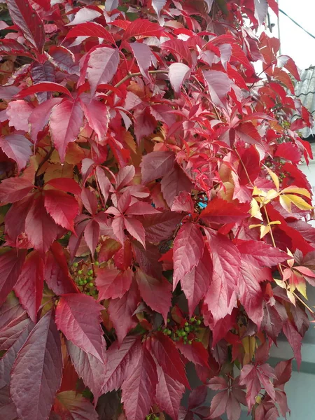red vine leaves in garden at autumn daytime, close view
