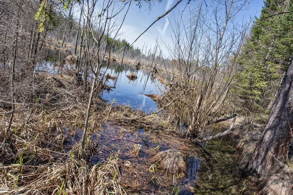 Spring River Forest — Stock Photo, Image