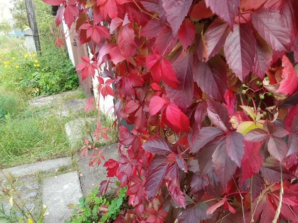 Rode Wijnstok Bladeren Tuin Herfst Overdag Dichtbij Uitzicht — Stockfoto