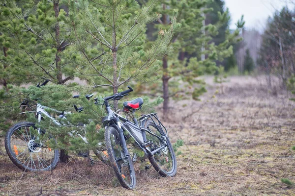 Bike trip, bike trip to the forest. Two bicycles stand in the woods near the tree, at the Christmas tree, morning, spring, summer.