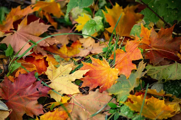 Foglie Giacciono Terra Mucchio Foglie — Foto Stock