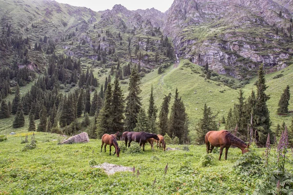 Cavalos Pastando Clareira Nas Montanhas Urais Dia Ensolarado — Fotografia de Stock