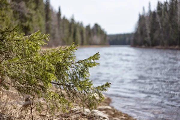 A branch of spruce on the background of a river. Nature of Urals — Stock Photo, Image