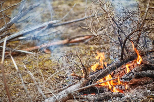 Een Kampvuur Het Zomervoorjaarsbos Bomen Rook Van Een Vuur Een — Stockfoto